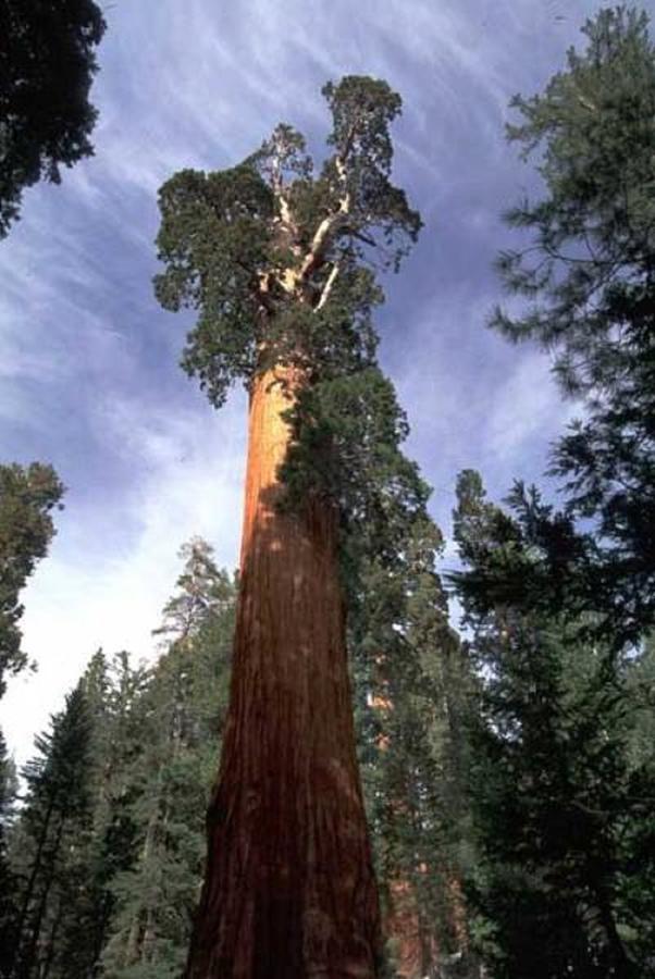 Montecito Sequoia Lodge Wilsonia Екстериор снимка